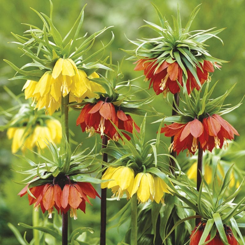 Fritillary Crown Imperial Bulb Collection