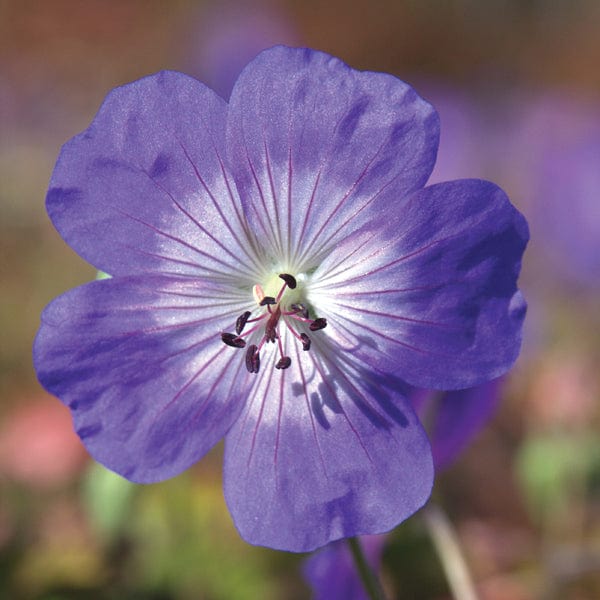 Geranium Rozanne