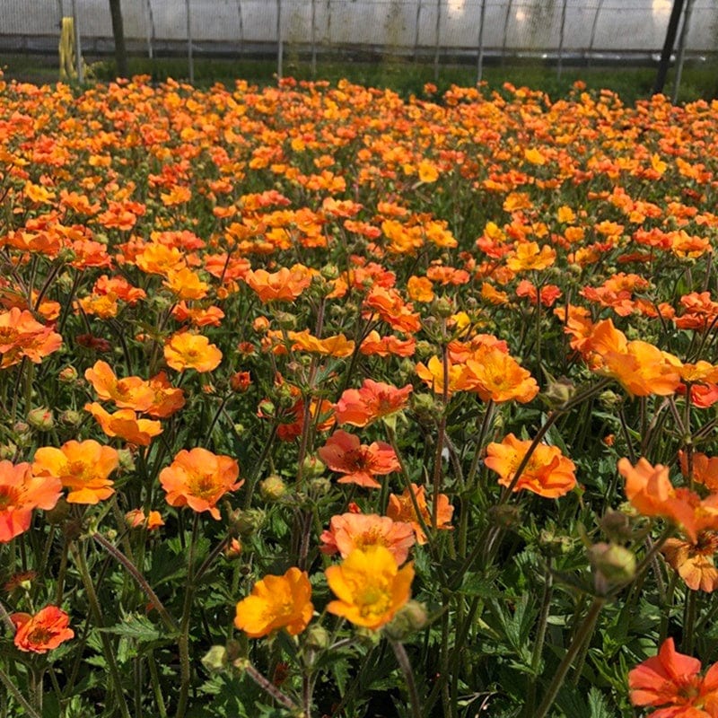 Geum Totally Tangerine