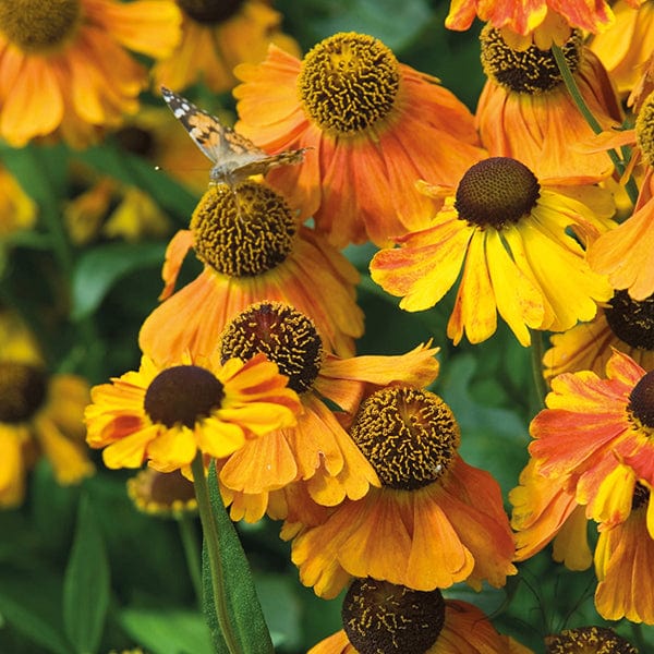 Helenium Sahin's Early Flowerer AGM