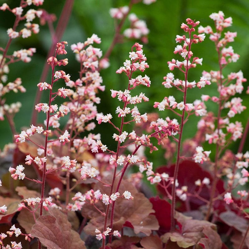 Heuchera Pink Pearls