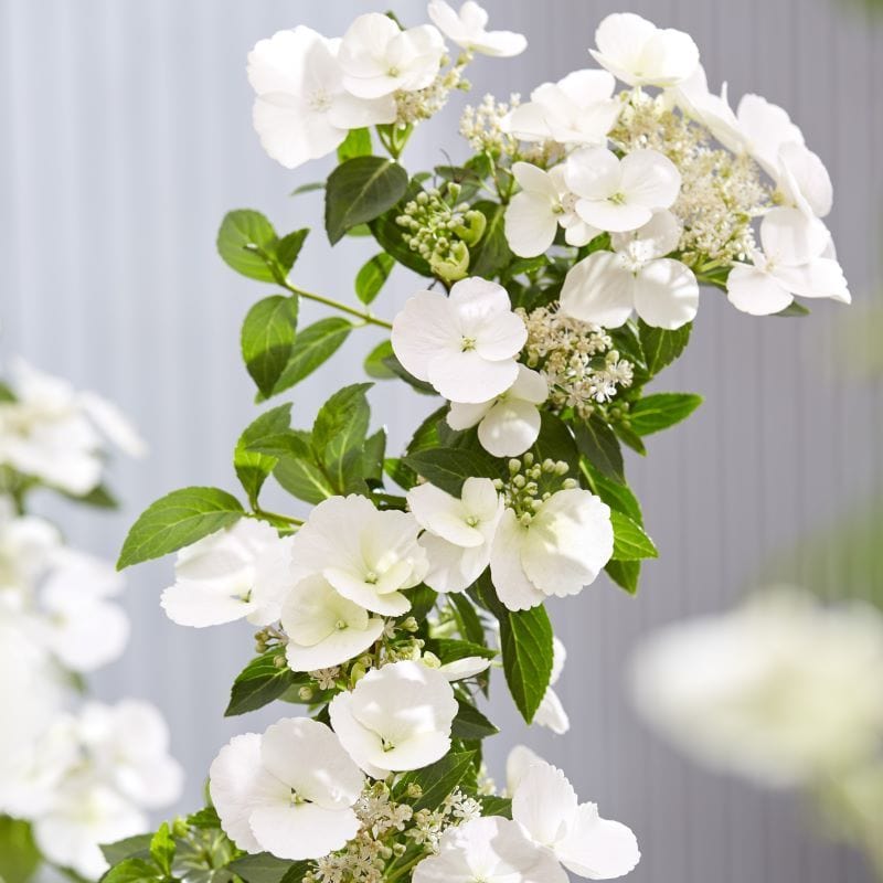 Hydrangea macrophylla Runaway Bride Shrub Plants