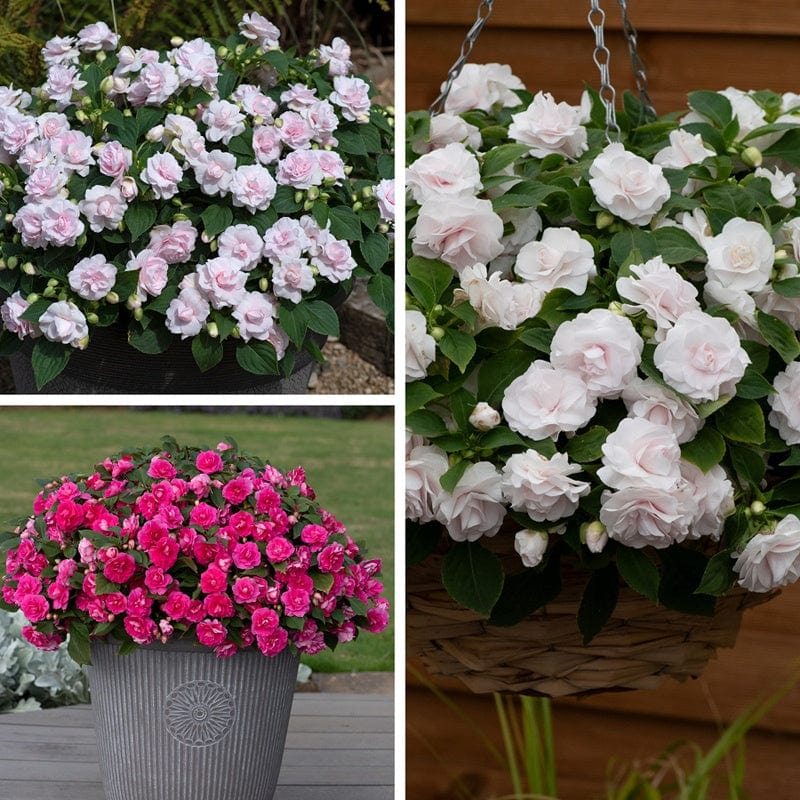 Impatiens Glimmer Collection