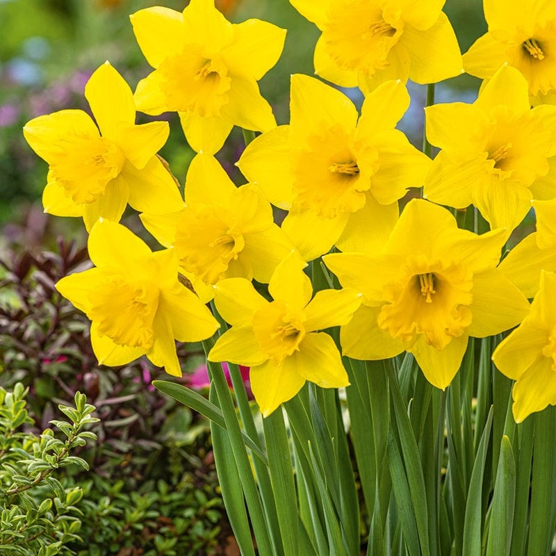 Narcissus Carlton Flower Bulbs