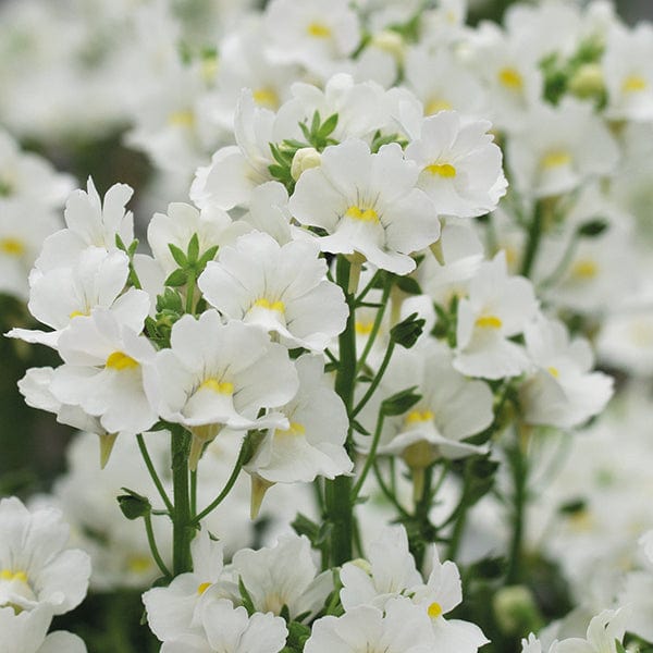 Nemesia Collection