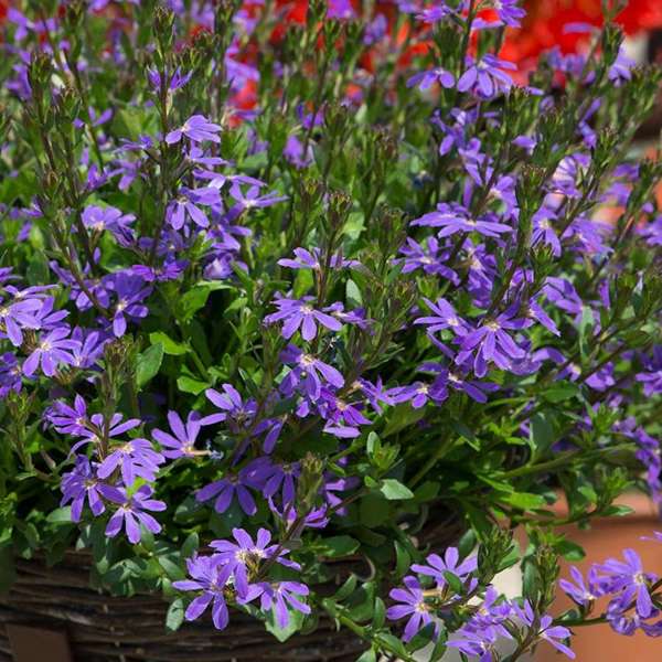 Scaevola Collection Flower Plants