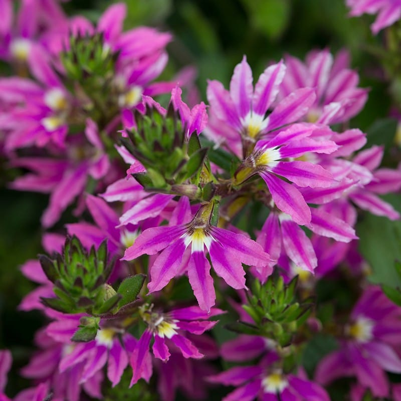 Scaevola Collection Flower Plants