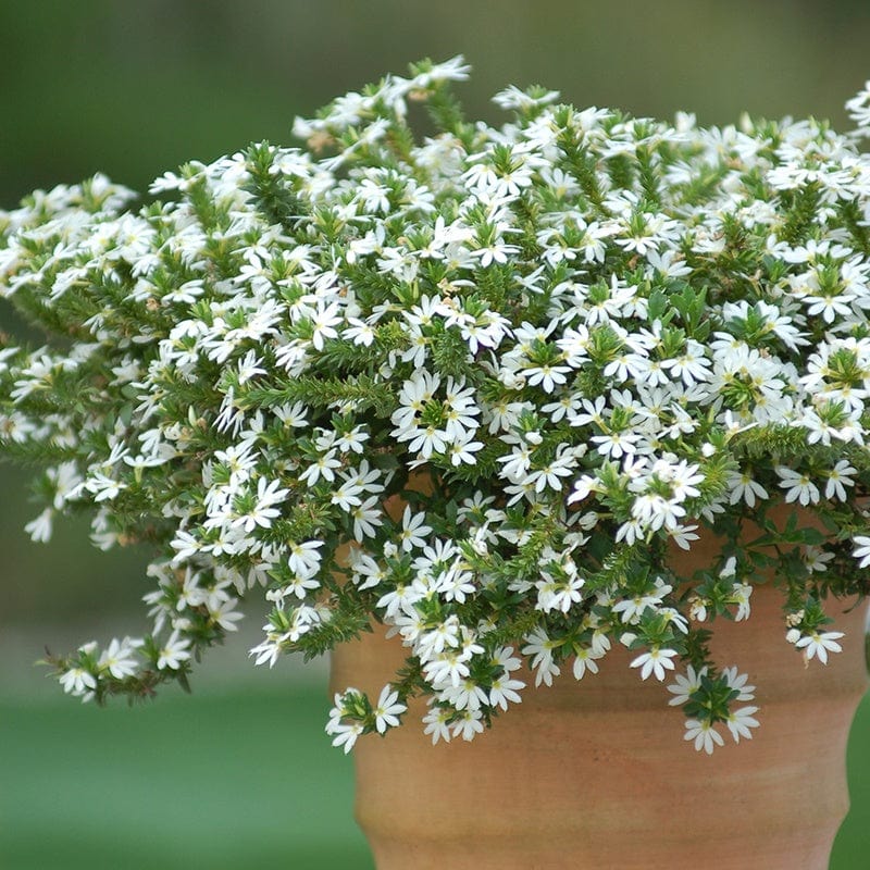 Scaevola Collection Flower Plants