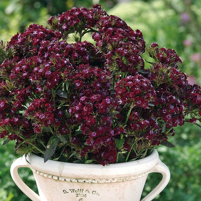 Sweet William Black Adder