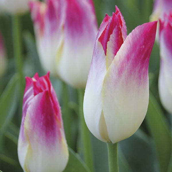 Tulip Flower Bulbs Single Form, Dreaming Maid from Easy to Grow Bulbs 