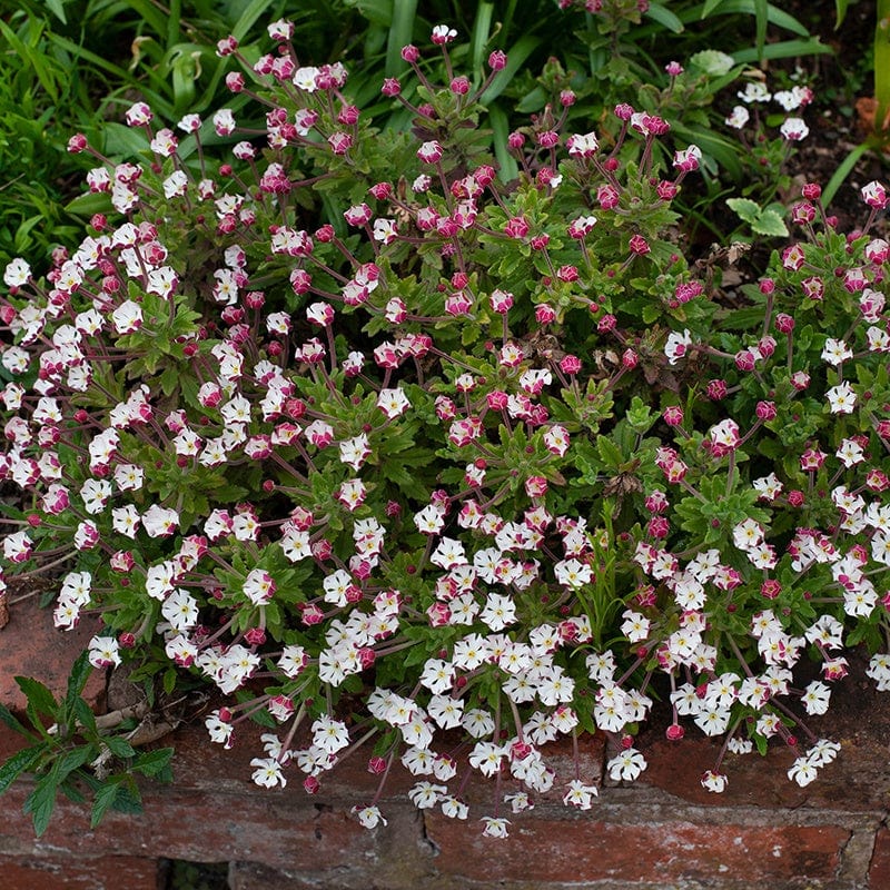 Zaluzianskya ovata (Night Phlox)