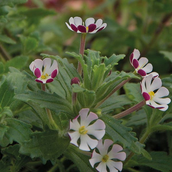 Zaluzianskya ovata (Night Phlox)